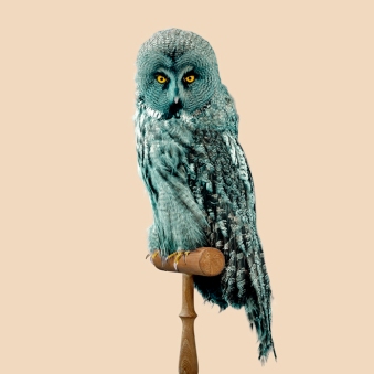Nature 2.0 owl