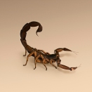 Nature 2.0 Scorpion1