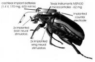 cyborg-beetle